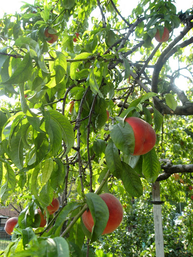 More than just a vegetable garden, this is a garden of edibles, as evidenced by this peach tree. There are also strawberries and raspberries in their own beds.