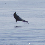 Bottlenose dolphin