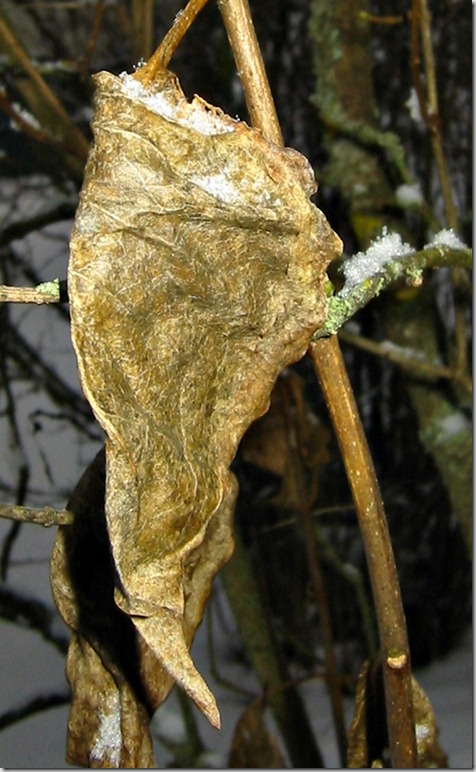 Blad macro 260113 Blad macro 260113