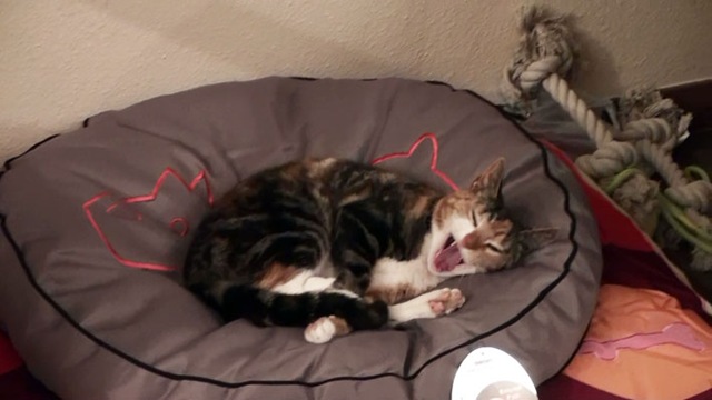 [Katze7%255B4%255D.jpg]