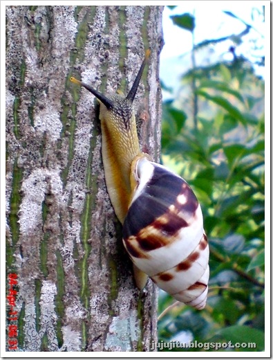 Klasifikasi Ilmiah Siput/Keong Darat - Amphidromus perversus 