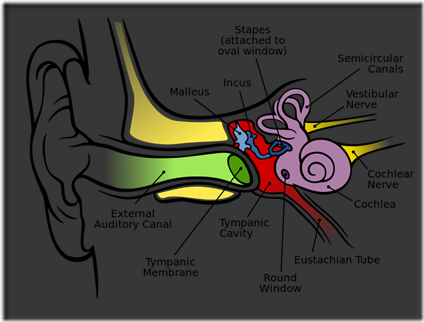 ear ear