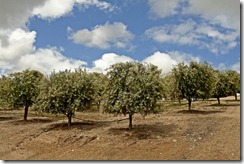 Kishiyama-Olive-Trees-1 Kishiyama-Olive-Trees-1