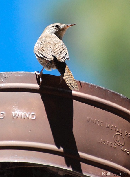 14. house wren-kab 14. house wren-kab
