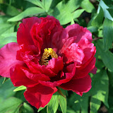DisplayGardensMay312011 DisplayGardensMay312011