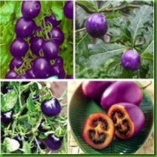 MENTIRA 13 Cherry-Purple-Tomato-Vegetable-Fruit-bonsai-for-DIY-Home-Garden-BZS0004.jpg_220x220