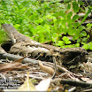 Large-tailed Nightjar02.jpg