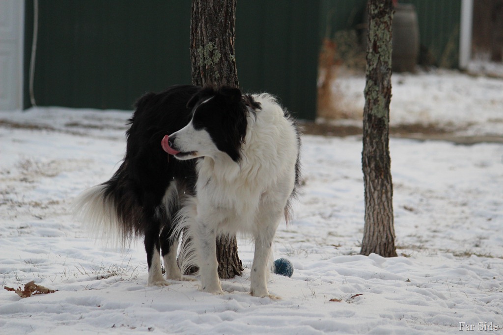 [Licking%2520snow%2520off%2520his%2520nose%255B9%255D.jpg]
