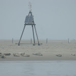 DSC01730.JPG - 19.06.2013. Wattenmeer (wschodni cypel wyspy Norderney); sesja foto z udziałem fok (niestety we mgle)