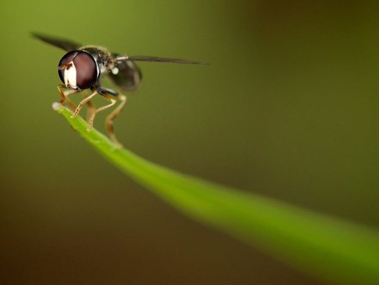 winged-insect-singapore-macro
