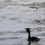 IMG_6300-MOTION.gif