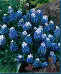 muscari  mt hood