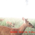 nichols deer 188.JPG