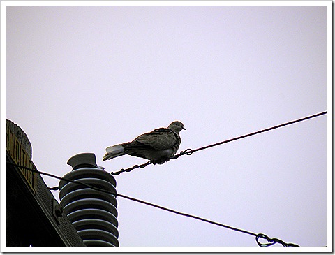 dove