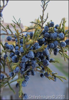 IMG_7758 IMG_7758