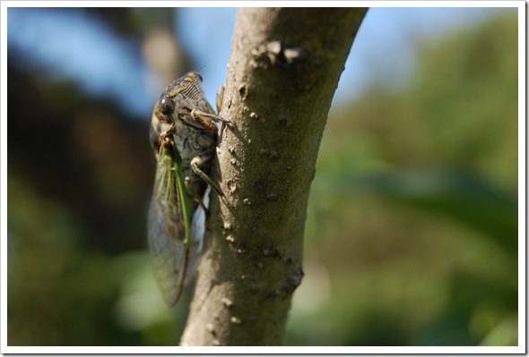 cicada (13)