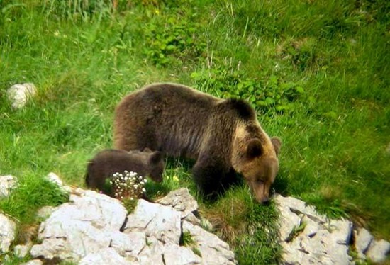 El proyecto 'Frutos para el oso', finalista de los premios EOCA