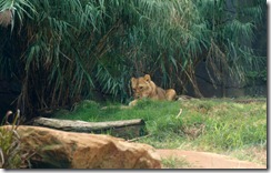 Lions, Taronga Zoo