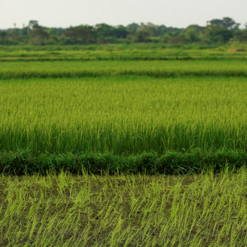 Paddy Field