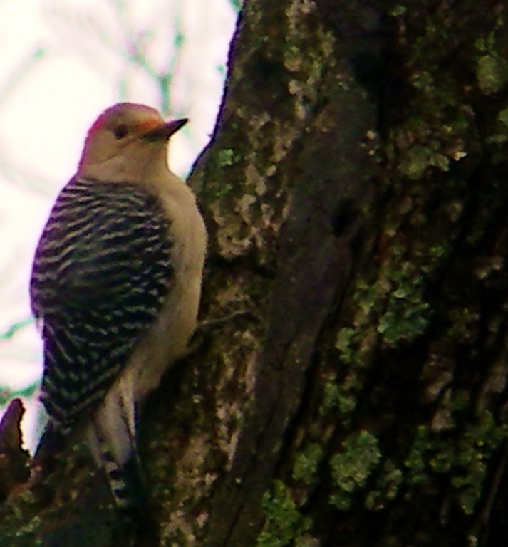 [100_3677%255B9%255D.jpg]