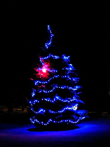 [blue%2520tree%255B5%255D.jpg]