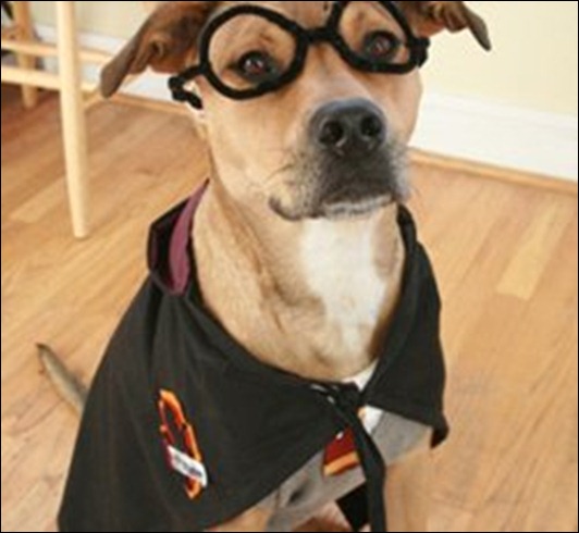 Harry-Potter-Dog-Costume-11