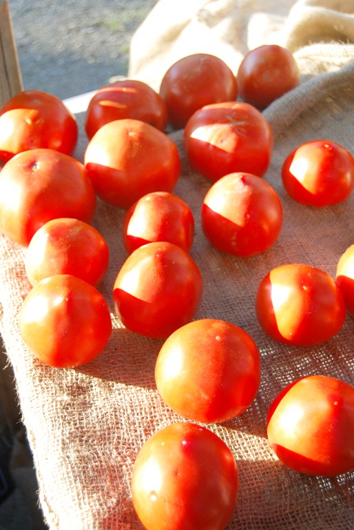 [more-tomatoes6.jpg]