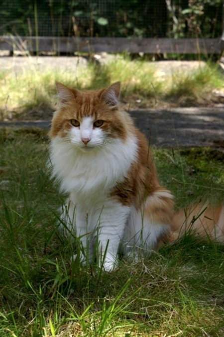 oskar 2