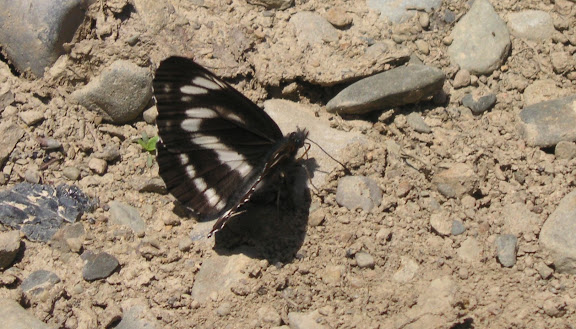 Neptis philyra MÉNÉTRIÉS, 1859. Tigrovoy, 25 juin 2011. Photo : J. Michel