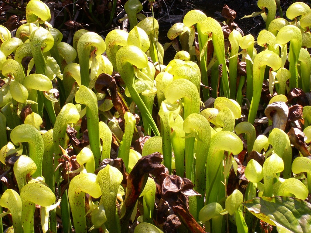[Darlingtonia%255B3%255D.jpg]