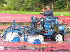 Cranberry Harvest Gerts bog 2011Richard Cranberry Harvest Gerts bog 2011Richard