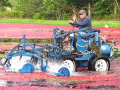 Cranberry Harvest Gerts bog 2011Richard