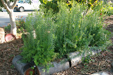 Our Front Yard kitchen herb garden made from recycled tree stumps. Have a garden like this installed in your home: http://gardens.thegrowinghome.net