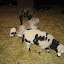  &ndash; 03-May-2009