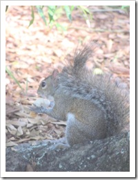 Florida vacation at condo squirrel I was feeding bread3