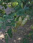 Baguenaudier