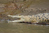 Cayman - Jungle, Borneo