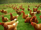 The Lucky Ladies- our free-roaming organic laying hens.