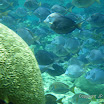  Snorkel Buck Island Reef 
