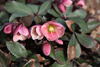And, what looks like petals are actually called sepals, which protect the petals.  The inner petals on Hellebores are called nectaries, which are cup shaped structures that hold nectar.