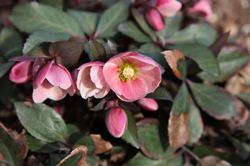 And, what looks like petals are actually called sepals, which protect the petals.  The inner petals on Hellebores are called nectaries, which are cup shaped structures that hold nectar.