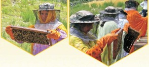 Plan Bee page 3 Plan Bee page 3
