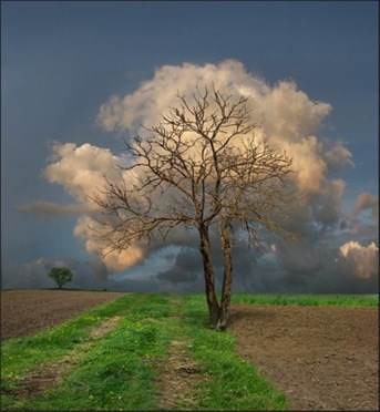 albero albero