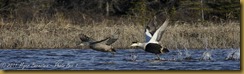 Eiders taking off D7K_0781 NIKON D7000 June 21, 2011