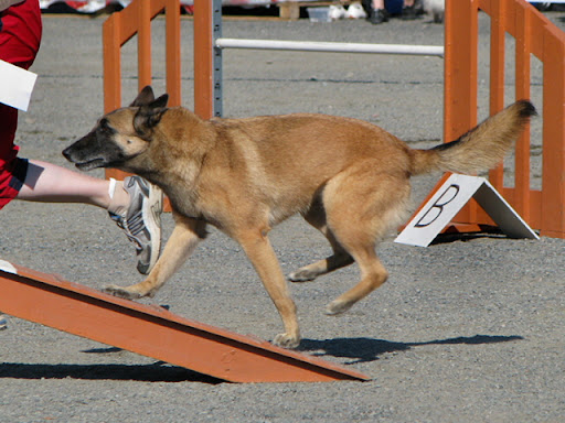 Belgianpaimenkoira+malinois