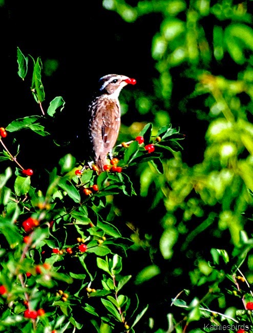 1. Rose-breasted grosbeak-kab