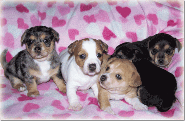 fotos de perritos imagenesifotos.blogspot (1)