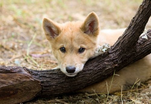 [dingo%2520pup%255B3%255D.jpg]