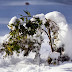 2011-12 First Winter Storm 1043.jpg