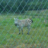 IMG-20120512-00208.jpg